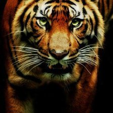 Схема вышивки «Тигр. Сила.»