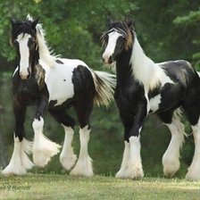 Схема вышивки «пара лошади»