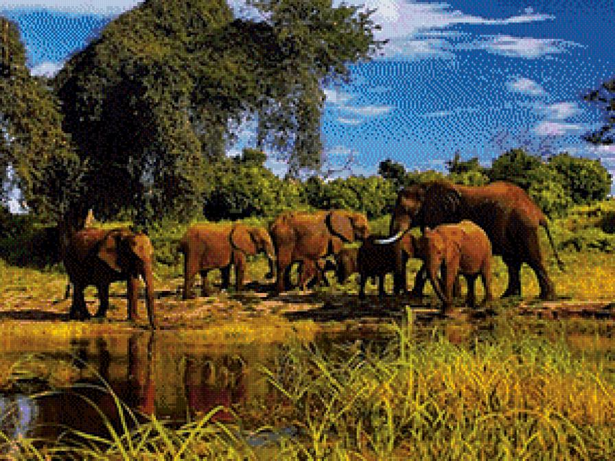 слоны - жывотные - предпросмотр