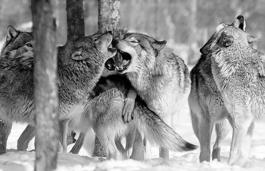 Семейка волков чб полная - животные, волк, звери - оригинал