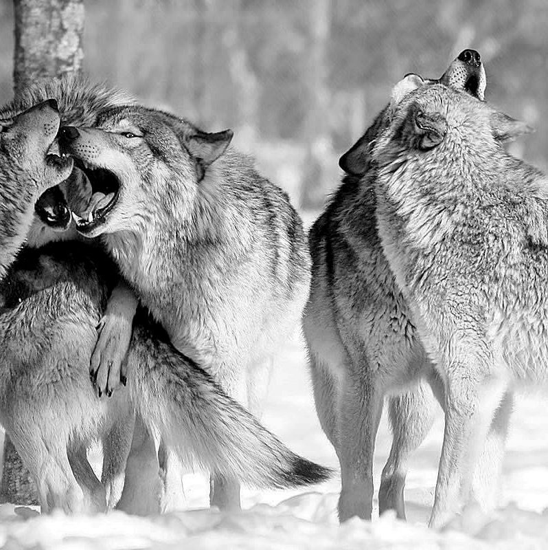 Семейка волков часть 2 - звери, волк, животные - оригинал