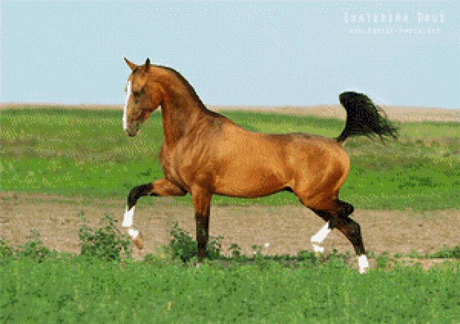 лошади - животние - предпросмотр