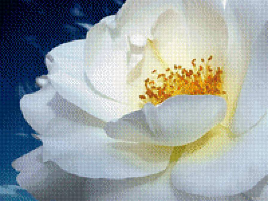 белая полураскрытая большая роза - роза белая, полураскрытый, цветок большой, роза - предпросмотр