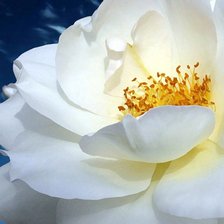 белая полураскрытая большая роза