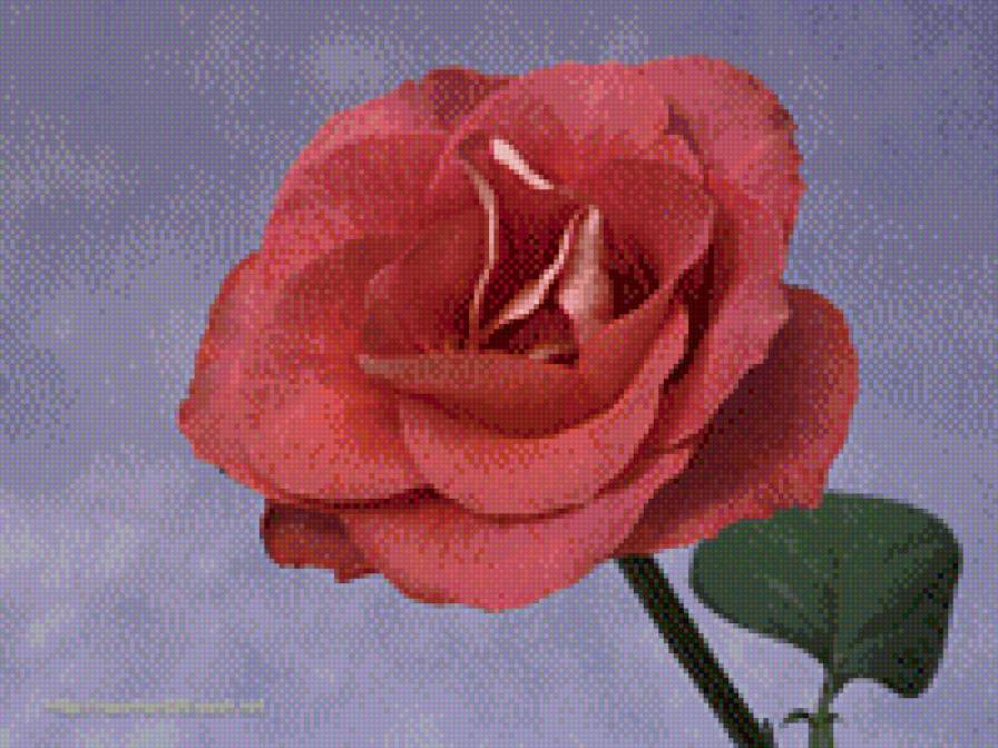 роза на мраморе - цветок, роза крупная, роза раскрытая, темный фон - предпросмотр