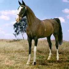 Оригинал схемы вышивки «лошади» (№838291)