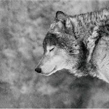 Оригинал схемы вышивки «волк» (№839021)