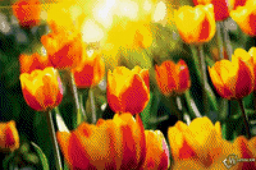 весенние тюльпаны - цветы, весна, природа - предпросмотр