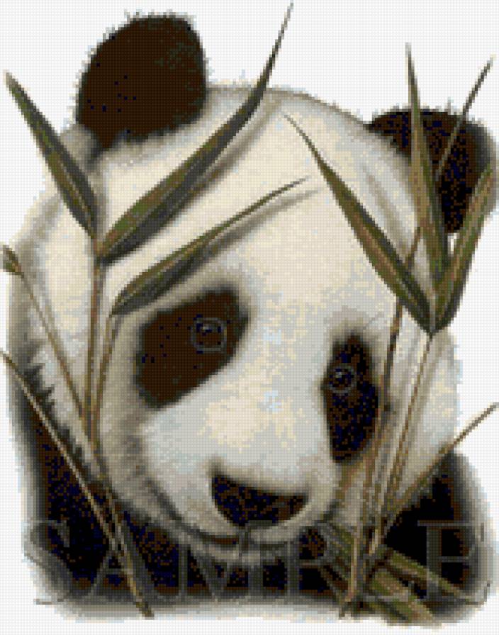 Панда - панда, животные - предпросмотр