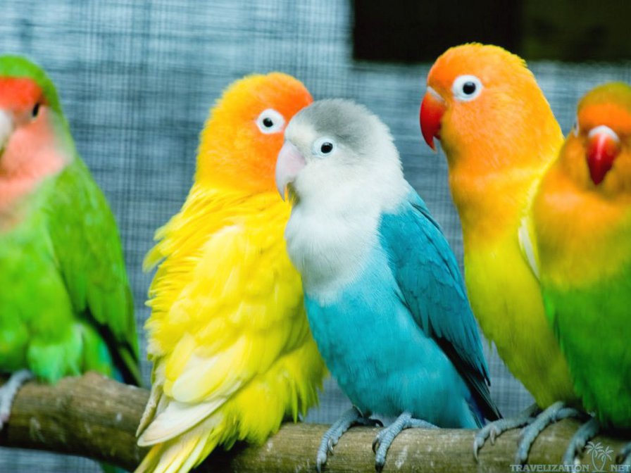 попугайчики - природа, птица, попугай - оригинал