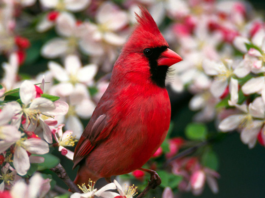 красный хохолок - птица, природа - оригинал