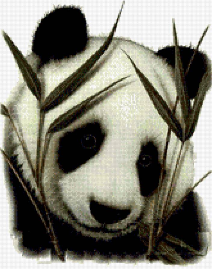 Панда - животные, панда - предпросмотр