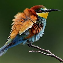 Оригинал схемы вышивки «красивая птичка» (№840285)