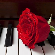 роза на рояле