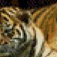 Предпросмотр схемы вышивки «тигры» (№842111)