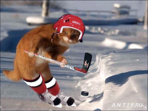 хокеист - кот, коты, котики - оригинал