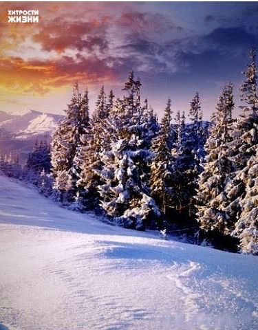№843980 - лес, деревья, небо, зима, снег - оригинал