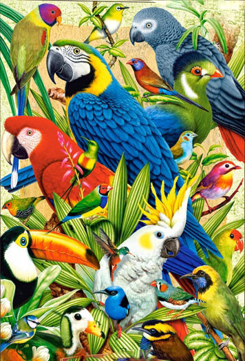 попугайчики - птицы, экзотика, картина, попугаи, попугай - оригинал