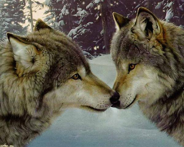 Два волка - волки, животные - оригинал