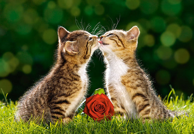 котики - кошки, котята, кот, любовь, животные, роза, котик, кошка - оригинал