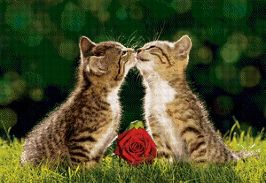 котики - кот, животные, котик, котята, роза, любовь, кошки, кошка - предпросмотр