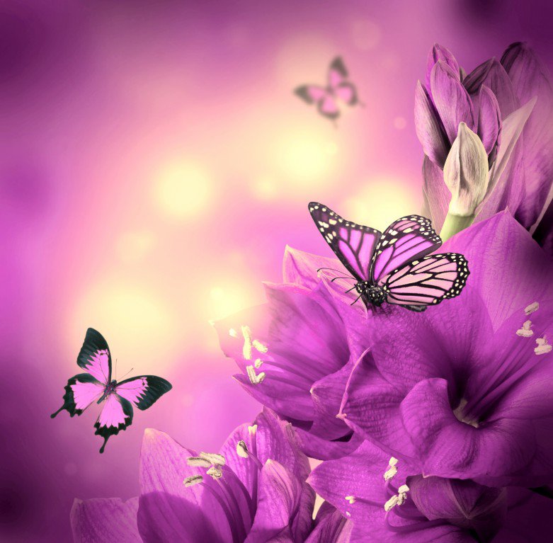 бабочки на гладиолусе - цветы, природа, бабочки - оригинал