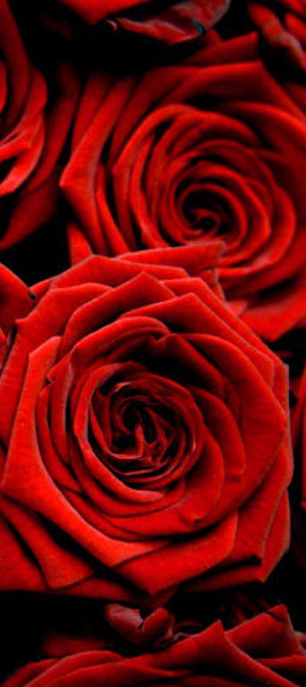 Триптих красные розы (3 часть) - триптих, розы - оригинал