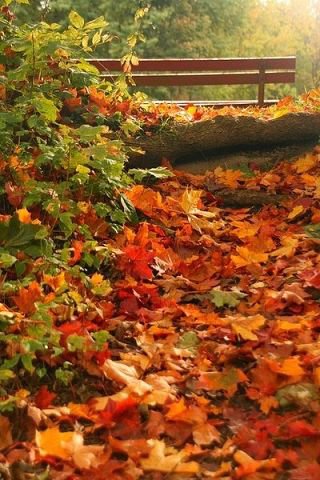 осінь - ліс, листя, природа - оригинал