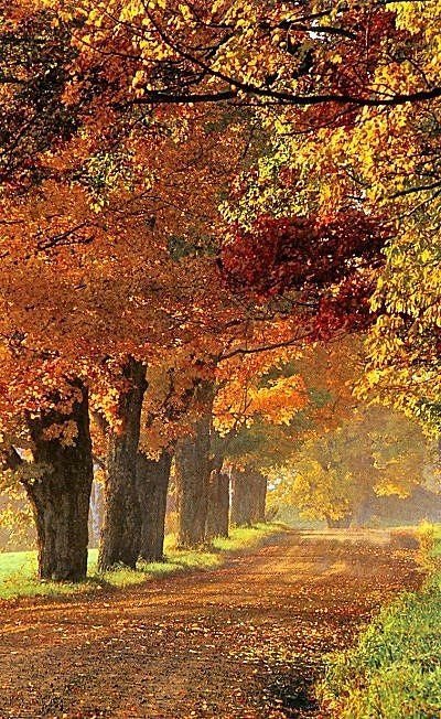 осінь - природа, листя, ліс, дорога - оригинал