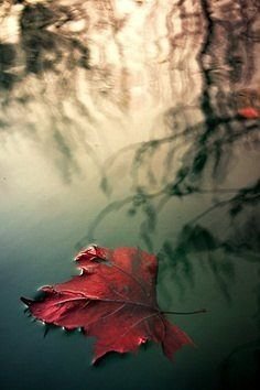 осінь - листя, природа, дерева, вода - оригинал