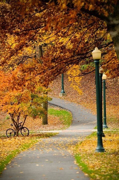 осінь - дорога, парк, листя, природа - оригинал