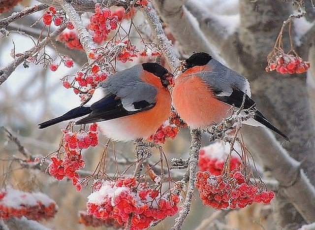 снігурі - зима, птахи, природа - оригинал