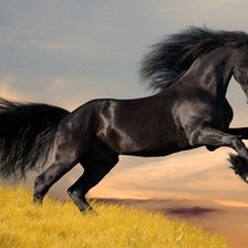 черный конь