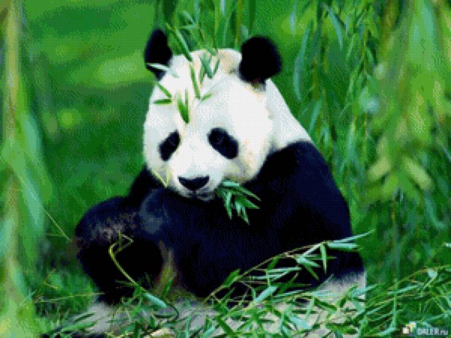 панда - панды, животные - предпросмотр