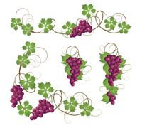 Виноград - грозди, лоза - оригинал
