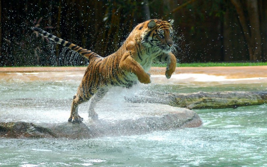 тигр - тварини, вода - оригинал