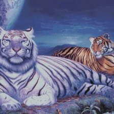 Оригинал схемы вышивки «тигры-белый и рыжий» (№849057)