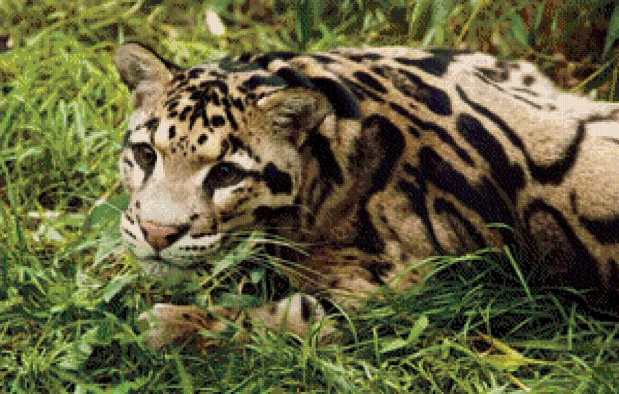 Дымчатый леопард - кошки, леопард, животные - предпросмотр
