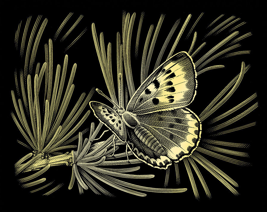 Бабочка на сосне - бабочка, сосна - оригинал