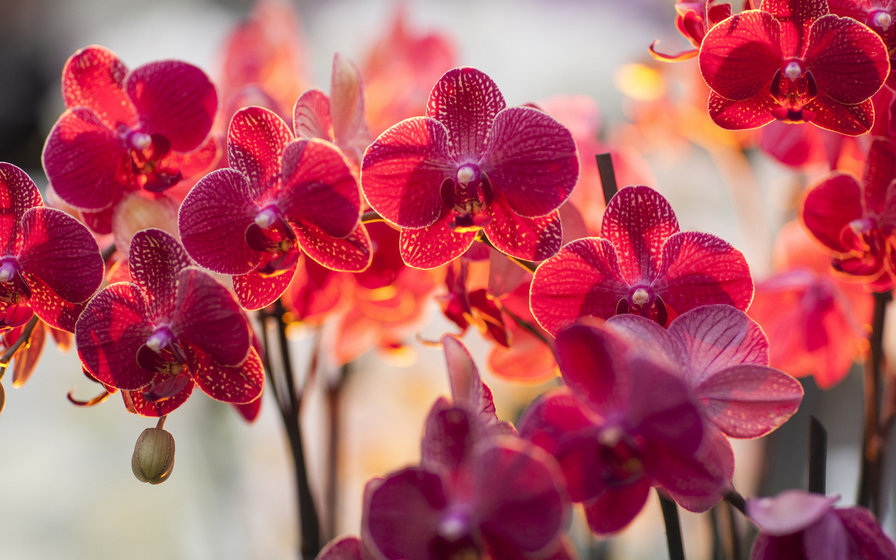 Fire_butterfly(red flower) - #орхидеи - оригинал