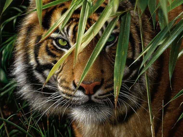Тигр в зарослях 40 цветов - тигр, животные - оригинал