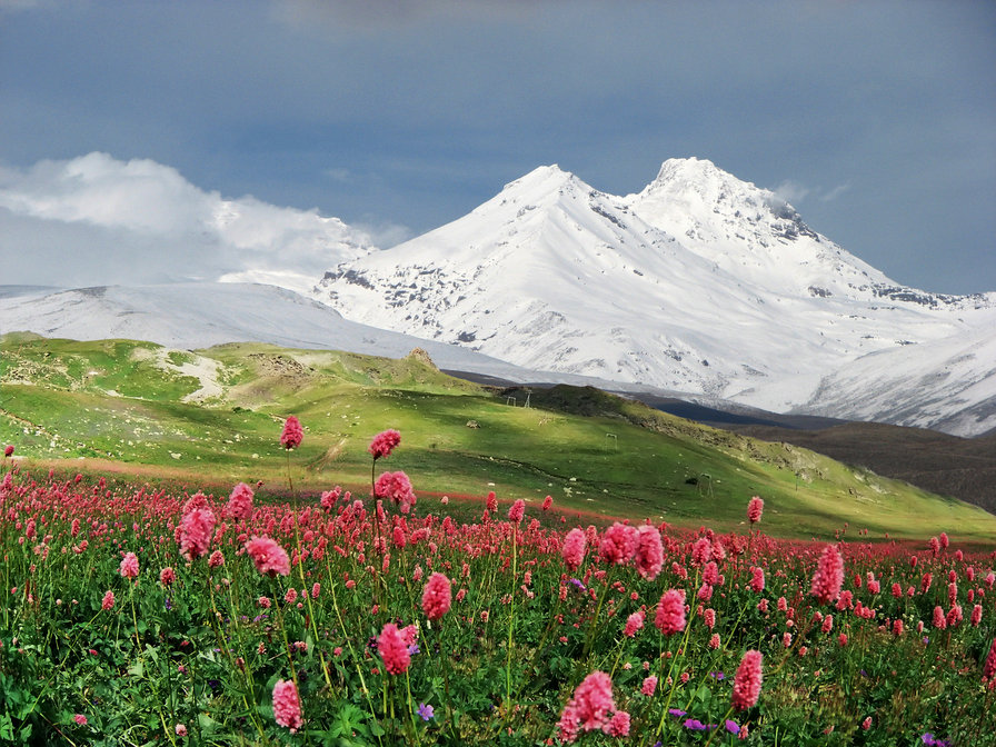 похоже, это Эльбрус - горы, розовые цветы, эльбрус - оригинал