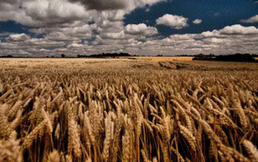 поле колосится - поле, рожь, пшеница, природа - предпросмотр