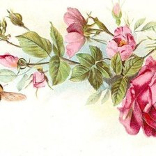 Оригинал схемы вышивки «роза» (№852132)