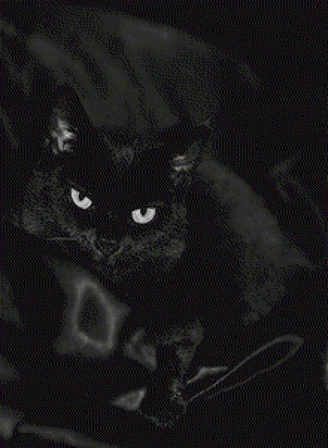 чёрный кот - кот - предпросмотр