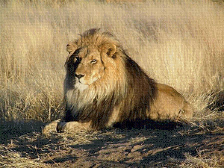 лев - кошки, лев, африка, царь зверей, саванна - предпросмотр