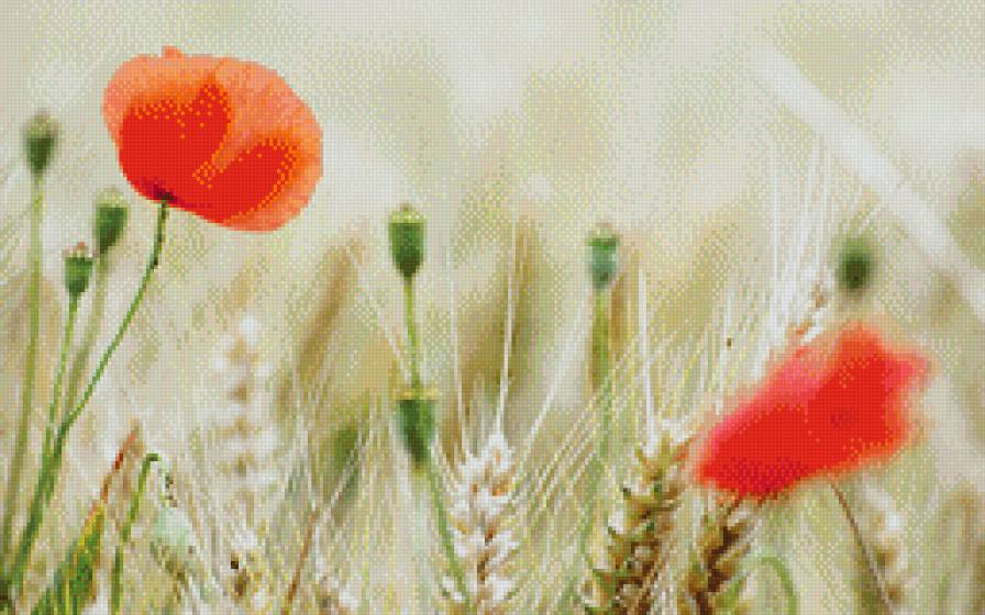 маки в пшенице - маки пшеница поле цветок - предпросмотр