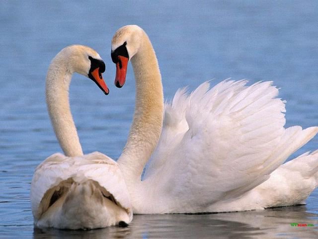 Лебеди - #лебеди #нежность #озеро - оригинал