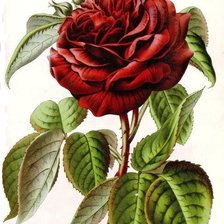Оригинал схемы вышивки «роза» (№853894)