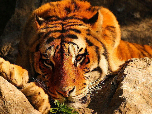 Тигр - животные, природа - оригинал